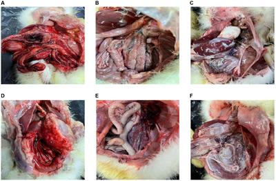 Molecular epidemiology and virulence of goose astroviruses genotype-2 with different internal gene sequences